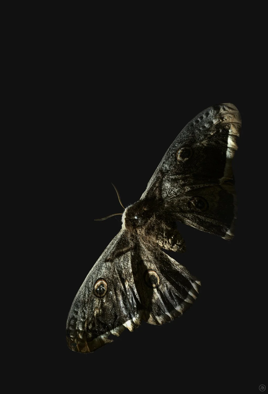 Série Papillons. Partie 5