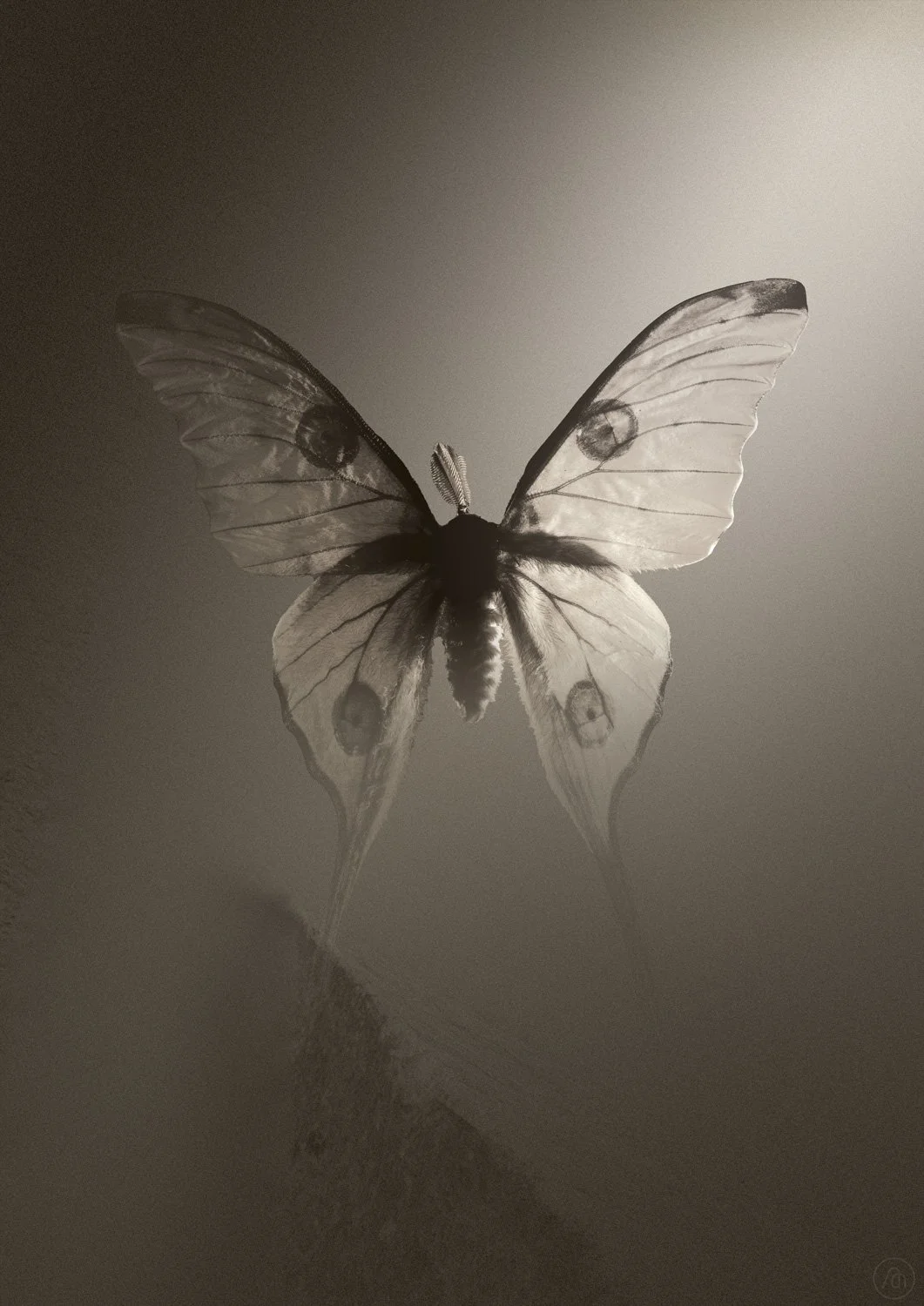 Série Papillons. Partie 1